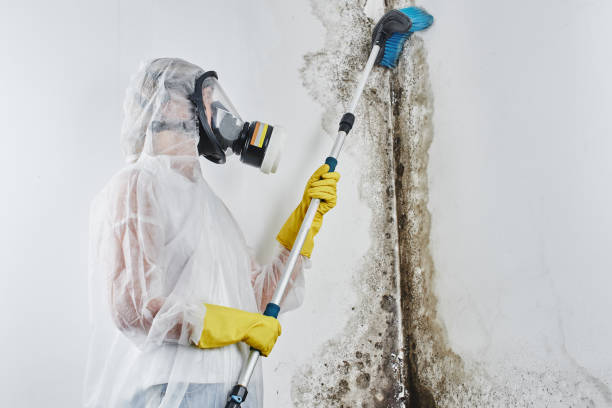 Professional Mold Removal in Hayward, WI