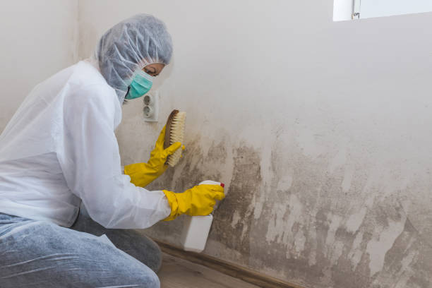 Best Mold Removal Specialists  in Hayward, WI