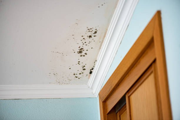 Best Emergency Mold Removal  in Hayward, WI