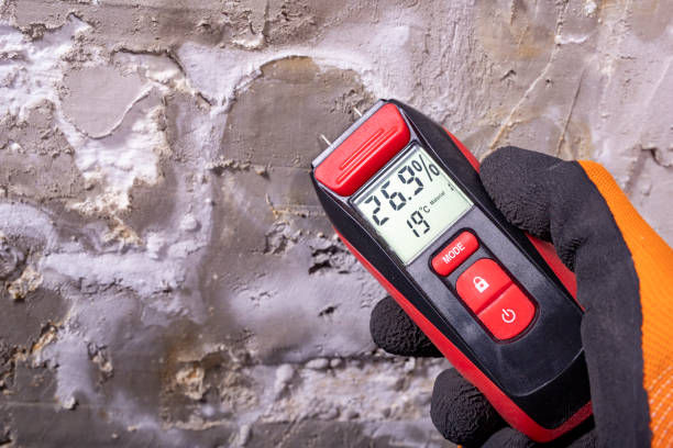 Best Best Mold Removal Companies  in Hayward, WI