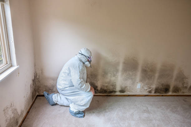 Best Commercial Mold Removal  in Hayward, WI