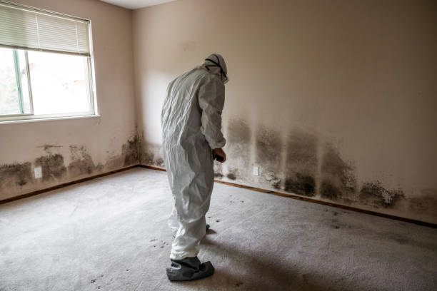 Professional Mold Removal in Hayward, WI