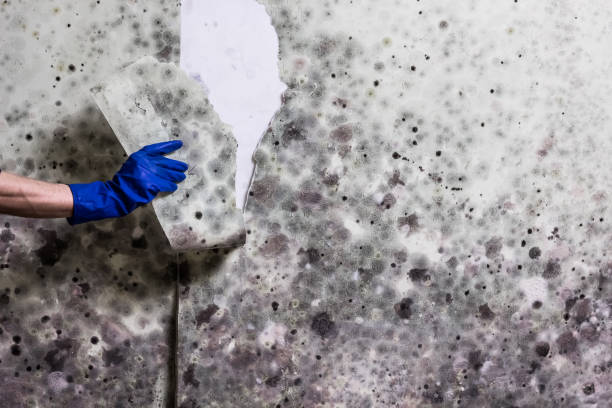 Best Mold Remediation  in Hayward, WI
