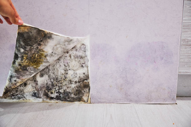 Best Professional Mold Removal  in Hayward, WI